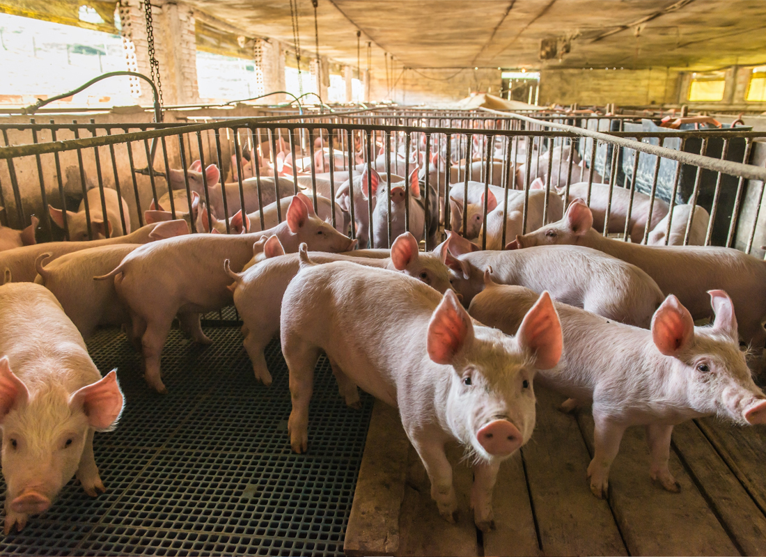 Lancement de la Coopérative Optipork : Une Nouvelle Ère pour la Production Porcine au Sénégal